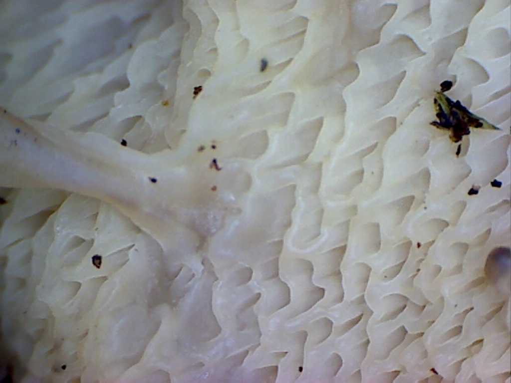 Prima che nevica... Quizzz